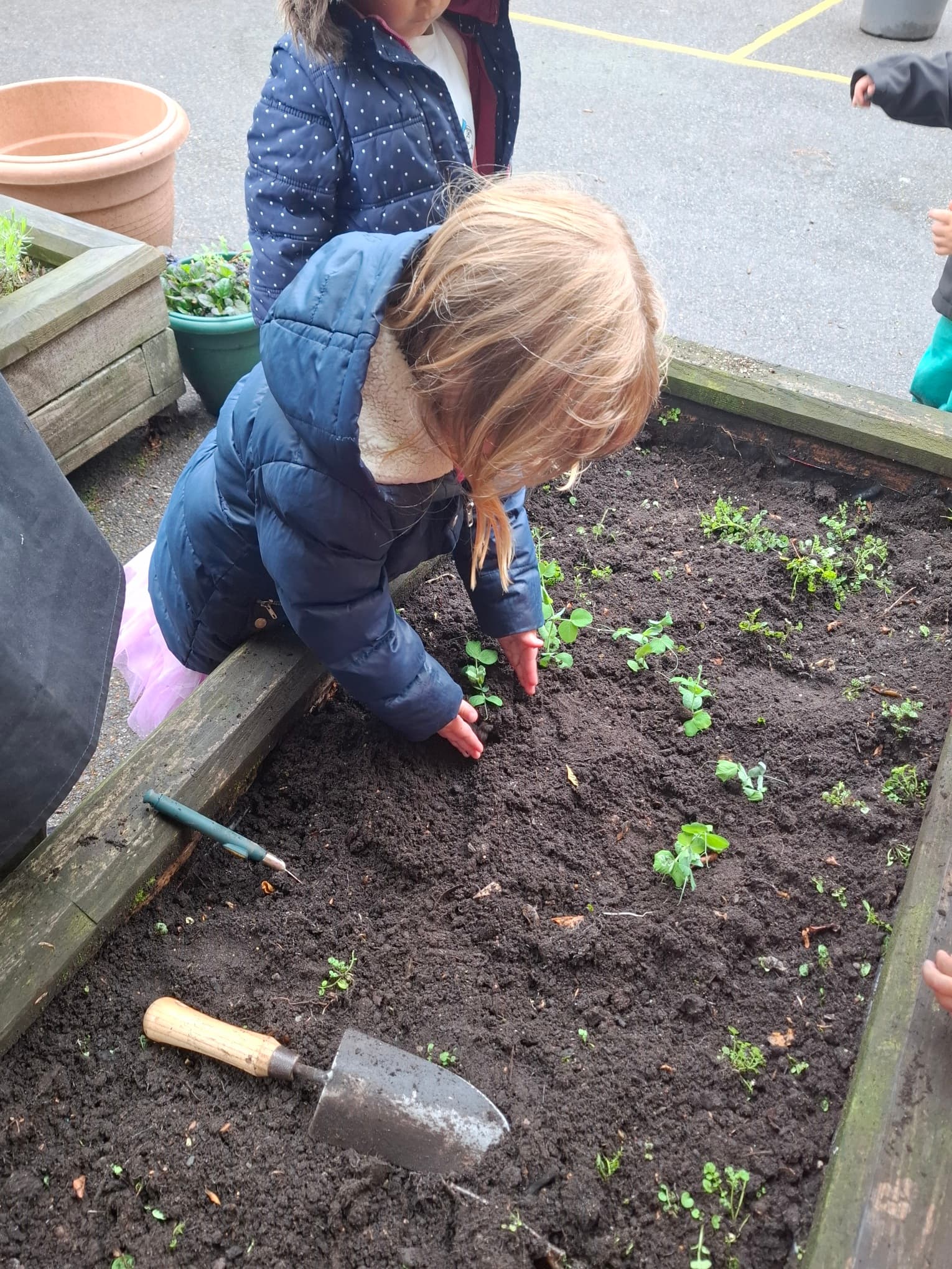 Little Starlings photo 1